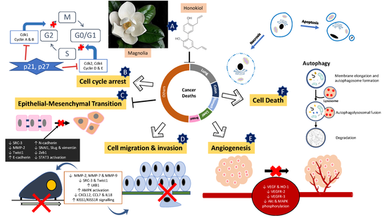 The power of plant lignans : magnolia